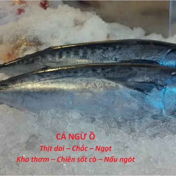 Cá Ngừ Ồ