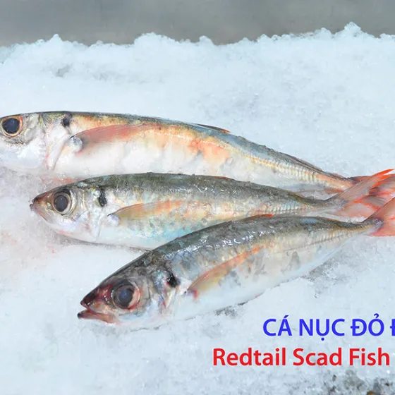 Cá Nục Đuôi Đỏ