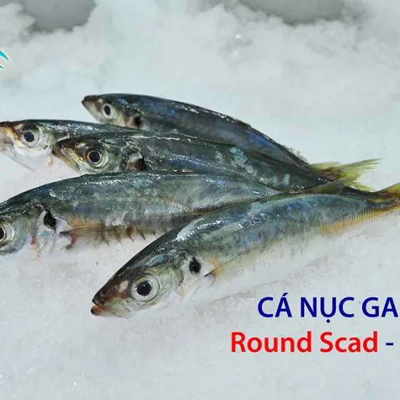 Cá Nục Gai