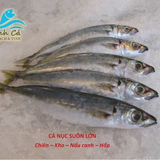 Cá Nục Suôn Lớn