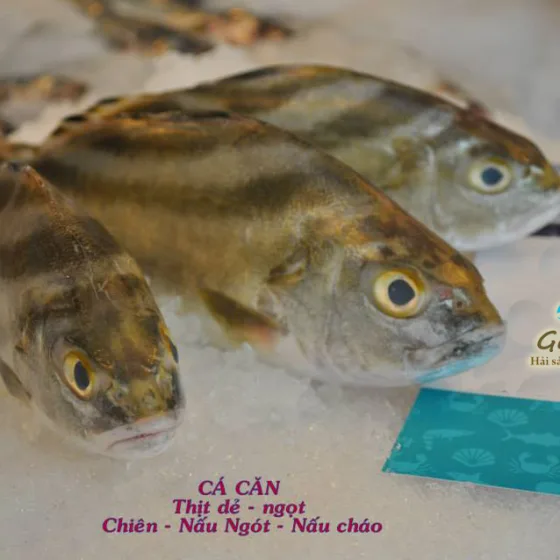 Cá Ong Căn