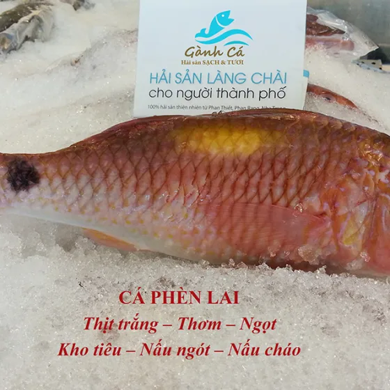 Cá Phèn Lai