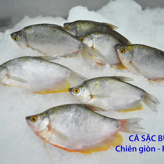 Cá Sặc Bướm