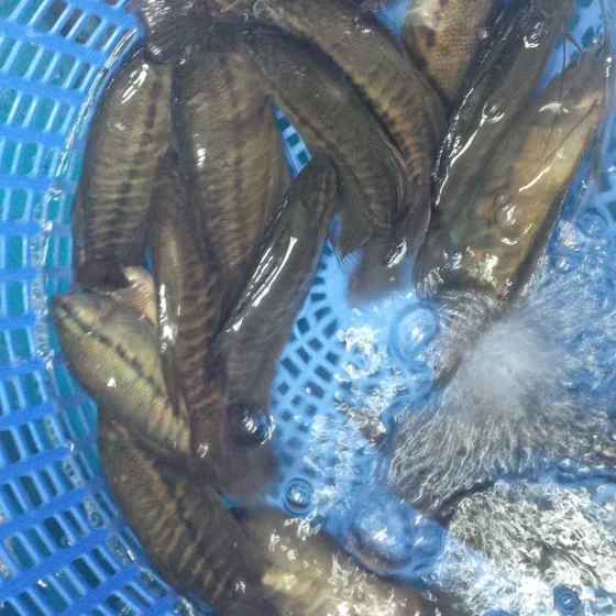Cá Sặc Lò Tho
