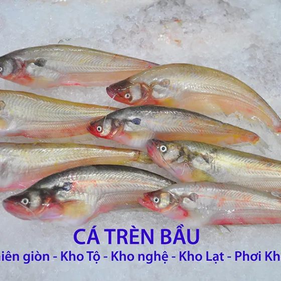 Cá Trèn Bầu