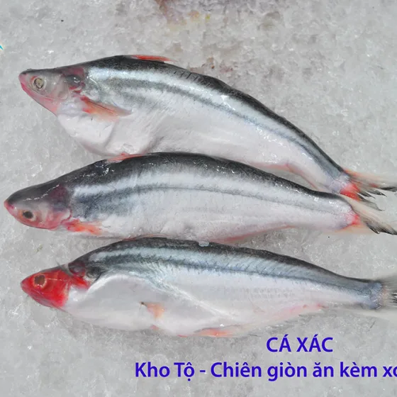 Cá Xác Sọc