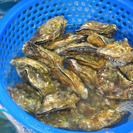 Hào Sữa Thiên Nhiên