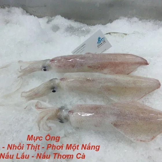 Mực Ống Lớn