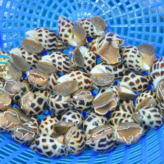 Ốc Hương