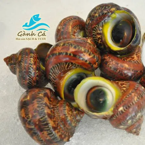 Ốc Vỗ Cảnh