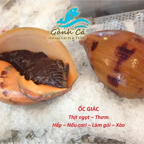 Ốc Giác