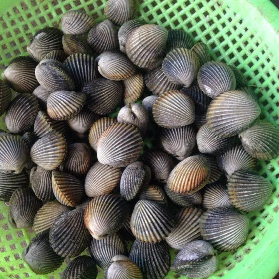 Sò Mồng – Sò Dương