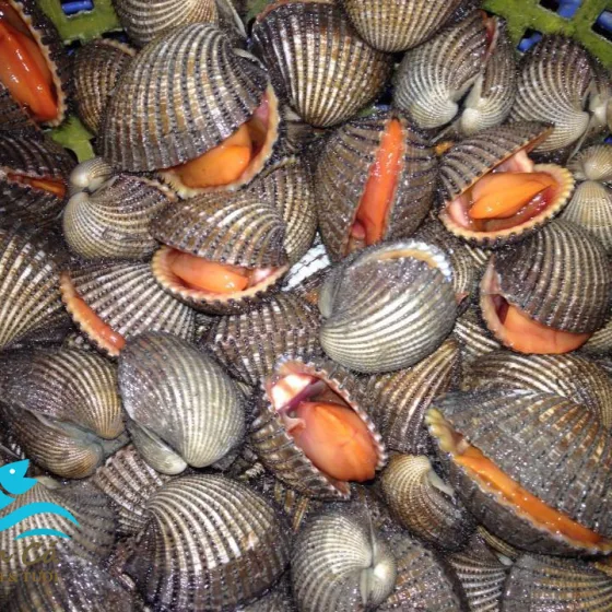 Sò Huyết