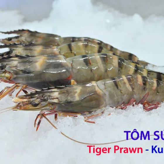 Tôm Sú Lớn