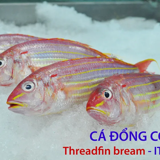 Cá Đổng Cờ