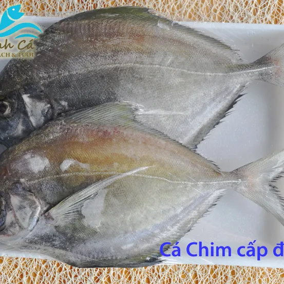 Cá Chim nguyên con làm sạch