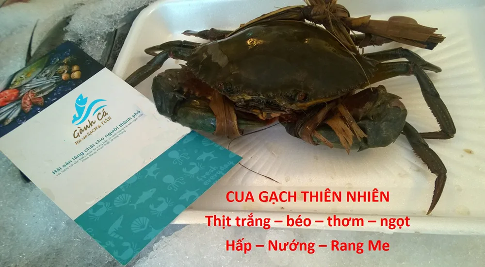 Cua gạch tươi sống