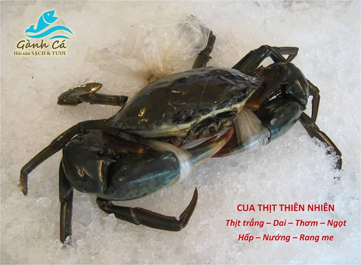 Cua thịt tươi