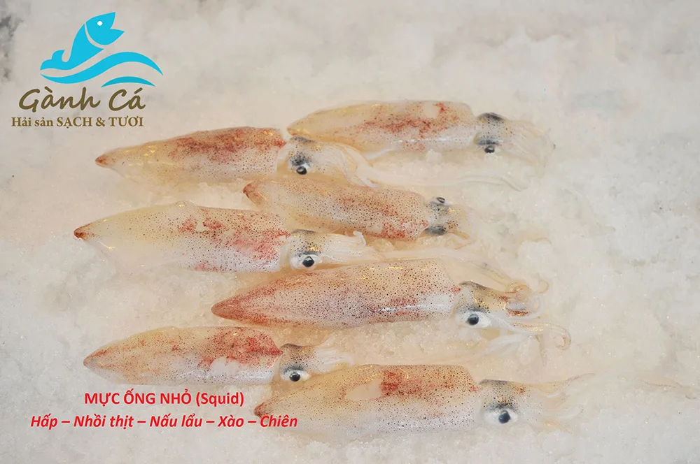 Mực ống tươi