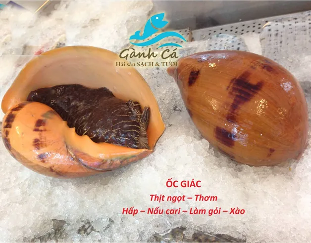 Ốc giác tươi