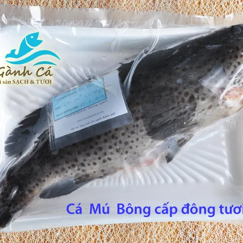 Cá Mú Bông nguyên con làm sạch