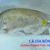 Cá Dìa Bông