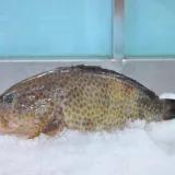 Cá Mú Bông