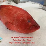 Cá Mú Điệp