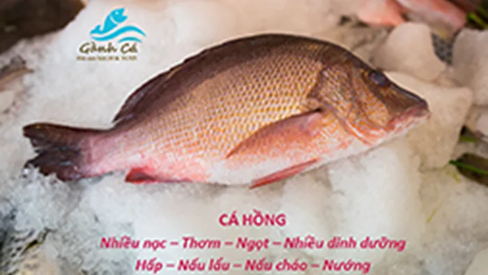 Cá Hồng