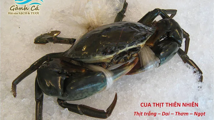 Cua Thịt