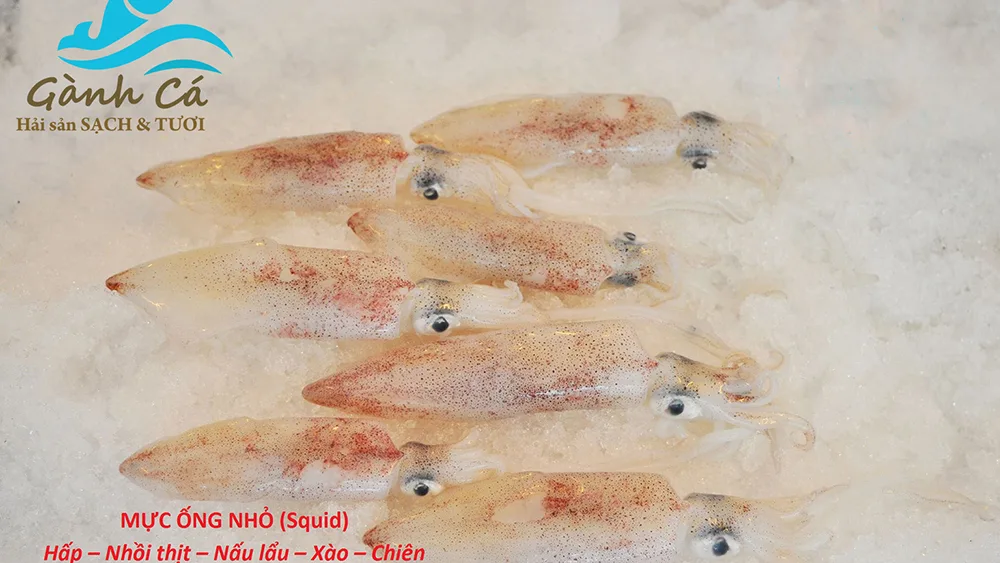 Mực Ống Nhỏ
