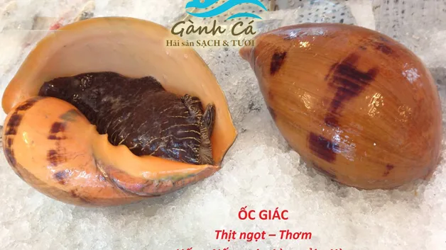 Ốc Giác